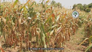 Pour éviter les aflatoxines, évitez de mettre les produits de récolte en contact avec le sol