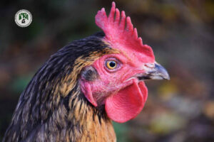 L’ITRA en bonne voie pour développer le ‘‘poulet togolais’’