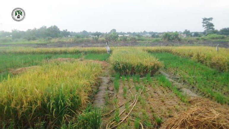 Deux variétés de riz prêtes à vulgariser pour booster la production rizicole au Togo