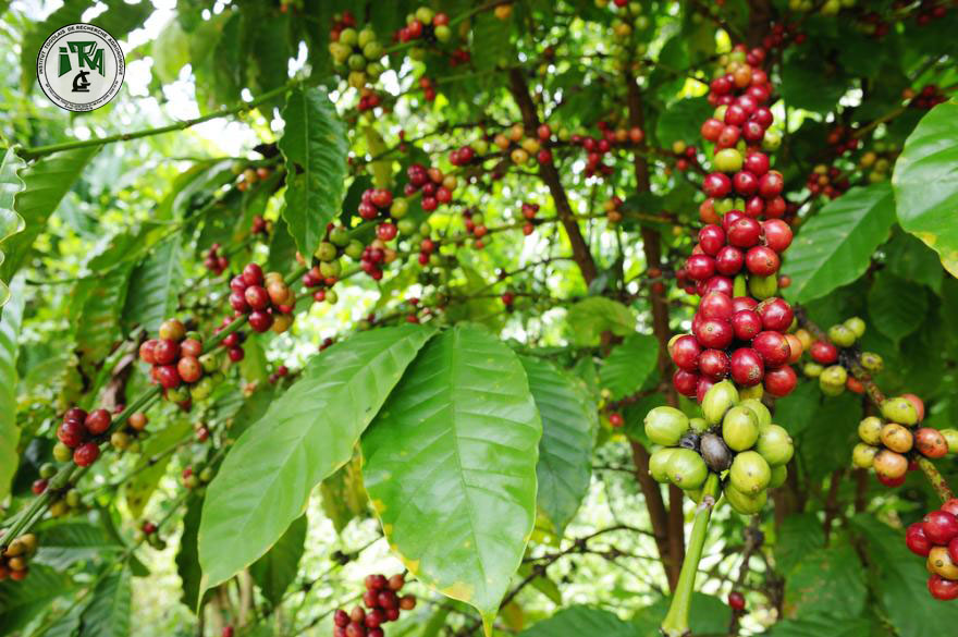 C’est bien possible de récolter 2t de café sur les sols de la préfecture de Wawa