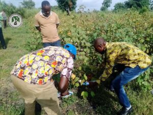 Modes d’action et conditions d’application des herbicides en culture cotonnière au Togo