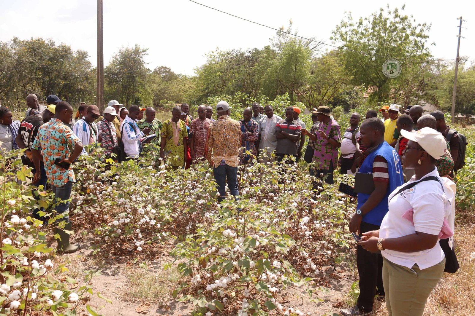 You are currently viewing Immersion des cotonculteurs sur les parcelles expérimentales de l’ITRA/CRA-SH