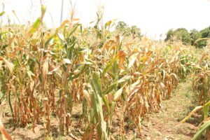 Lire la suite à propos de l’article Des variétés hybrides de maïs en développement à l&rsquo;ITRA