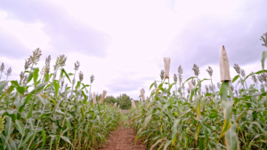 Lire la suite à propos de l’article Point sur la création variétale de sorgho à l&rsquo;ITRA en 2024