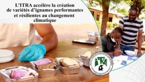 Amélioration variétale rapide des ignames