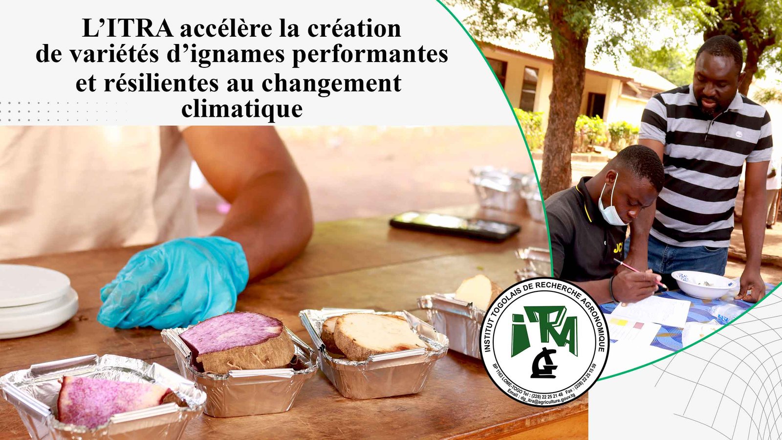 You are currently viewing L’ITRA accélère la création de variétés d’ignames performantes et résilientes au changement climatique