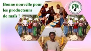 Bonne nouvelle pour la filière Maïs