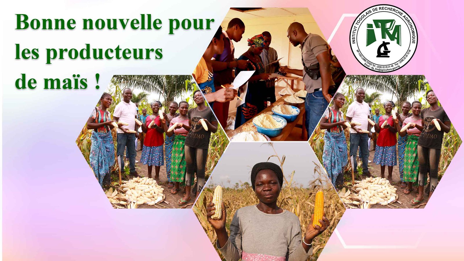 You are currently viewing L&rsquo;ITRA accélère l&rsquo;adoption de variétés de maïs à haut rendement